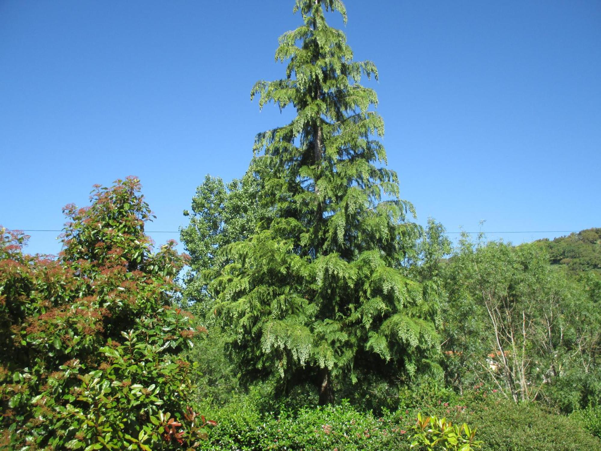 Bungalow "A Choupana" - Quinta Da Carvoica - Vale Pradinhos Vale de Pradinhos 外观 照片